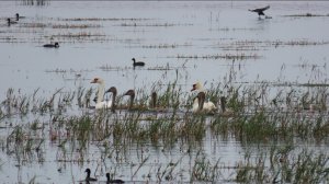 Любовь и верность: Идиллия лебединых семей!