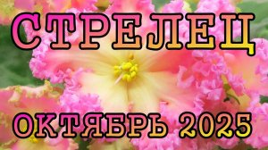 СТРЕЛЕЦ таро прогноз на ОКТЯБРЬ 2025 года.