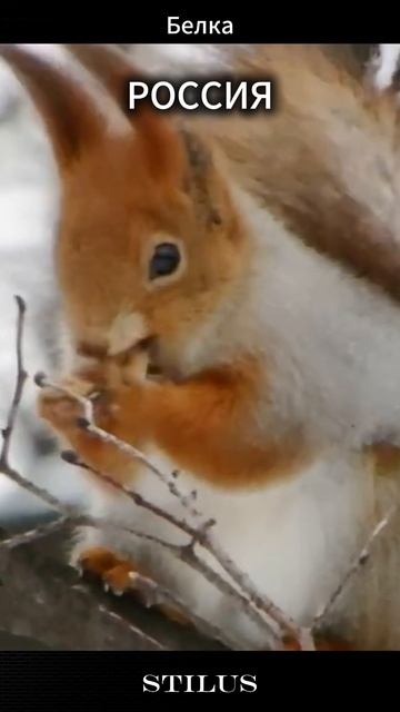 Белка#РОССИЯ_Squirrel#RUSSIA смотреть онлайн