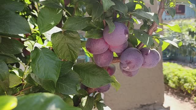 Слива Колоновидная смотреть онлайн