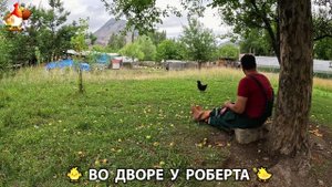 Содержание кур в домашних условиях и других птиц во дворе у Роберта 🐣🐤🦆🐔🪿🦃 (236)