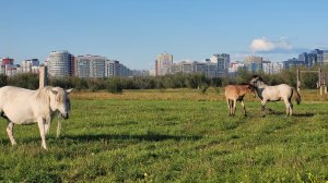 Стенограмма Круглого стола: ИГИиПМНС - к 400-летию Якутска