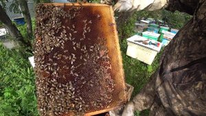 ВСКРЫВАЮ ПОЙМАННЫЕ РОИ И СОБИРАЮ ГНЁЗДА В ЗИМУ.
