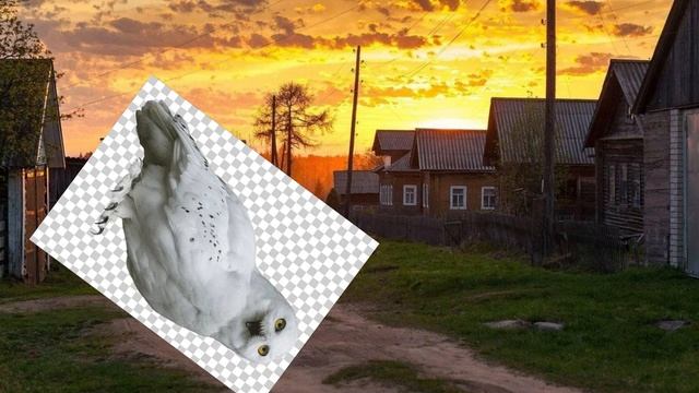совенок😥😥😥😥😥😥