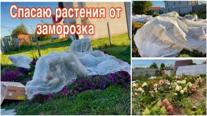 Первые заморозки, как пережили растения. Посадила Розу