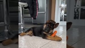 Когда вместо собаки подложили кролика 😆))