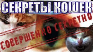 Коты умеют телепортироваться и видеть сквозь время? Тайные сверхспособности котов и кошек