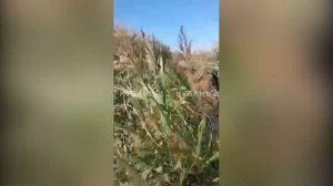 Заплывший в Азовский лиман дельфин запутался в леске от удочки пьяного рыбака