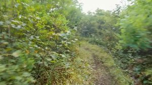 Мордохлыст