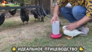 Идеальное птицеводство достойно восхищения 🐓🦆🦢🦚🦃🐔 эпизод (338)