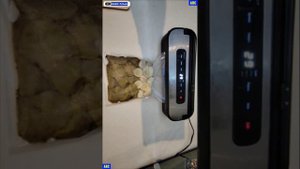 Сбор и сохранение ГРИБОВ БЕЛЫХ (4К) #юныйпрадедбодрыйдед #будогощь #авсарх