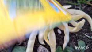 Собираю фасоль. Урожай отличный.