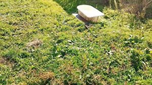 Пока козы гуляют....