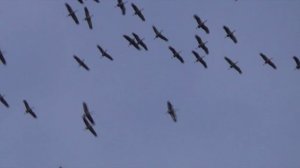 "Волшебный бриз" Автор Владимир Добрынин-Маэстро. Группа "Позитив" Анапа 2025 год..