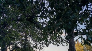 счастливый вечер