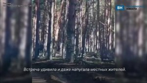 Во Владимирской области сняли волка, бродящего около деревни