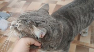 15-09-2025 деревенский кот счастлив жить в деревне