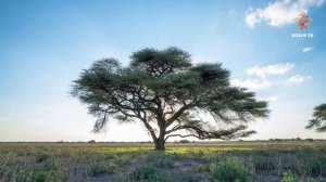 Үсемлекләр нәрсә эшли белә? | Гаҗәеп дөнья серләре. Үсемлекләр дөньясы