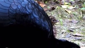 Шлемоносный кракс Pauxi pauxi