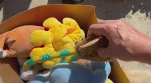 Игрушки выстирали, можно снова играть.