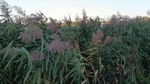 # обращение к друзьям и новым подпишикам.утки красота