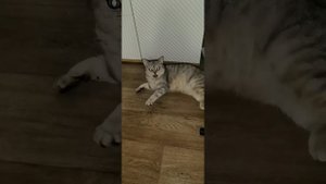 Сборник  2 #юмор #прикол #приколы  #смешныеживотные #приколыскотами #кошкаСоня #смех 15-09-2025