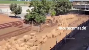 Пёс разгоняет пробку на дороге