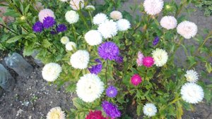 Посмотрим огород...