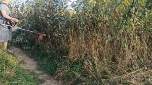 Четырёхтактный садовый триммер Стриж Лайт с циркулярным диском против высоких осенних цветов.