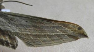 БРАЖНИКИ: 627. Xylophanes campisi