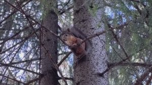 Белочка на дереве