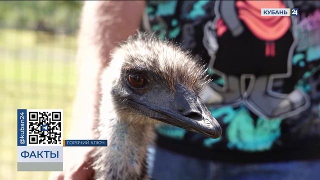 Беглого страуса заметили отдыхающие около хребта Пшаф под Горячим Ключом