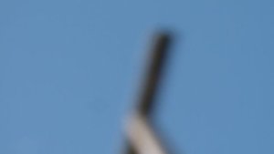 Пермские голуби