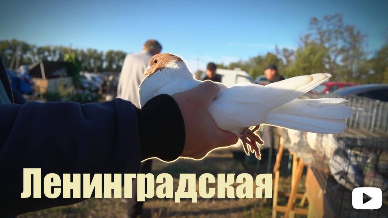 Птичий рынок. Ленинградская. [14.09.2025] смотреть онлайн