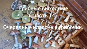 Грибные выходные ( часть 14) Очередные классные грибочки.