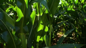 08.08.25 День поля Курск