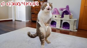 Приколы с котами! С ОЗВУЧКОЙ! СМЕШНЫЕ КОТЫ! Самые смешные животные! УГАР!