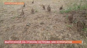 На утином острове выпустили 500 куропаток