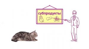 Популярные вопросы о корме