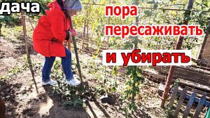 Дача.Вот и пришла пора пересаживать и наводить порядок