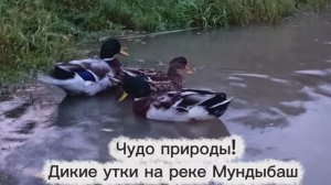 Чудо природы! Дикие утки на реке Мундыбаш. Горная Шория.