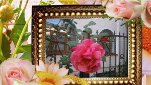 ЧЕРНІВЕЦЬКІ  ТРОЯНДИ   2025