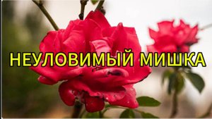 Неуловимый Мишка