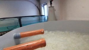 УЗВ для карпа Кои. производственная площадка компании ООО  Корал Фиш, Санкт-Петербург.