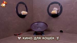 Видео для кошек про крысок развлекать питомцев 🐭🐀😂 (318)