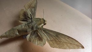 БРАЖНИКИ: 615. Theretra celata