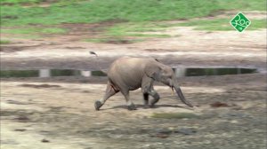 Духи Конго.  Анонс. Канал ЗОО ТВ