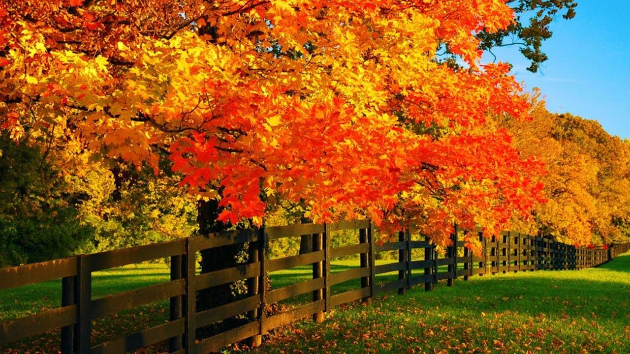 🍂 «Осенние листья сентября»