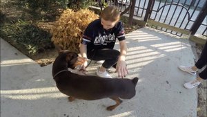 Реакция возбудимых собак на эмоциональность (пример первый)