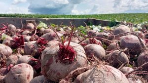 Уборка сахарной свеклы стартовала в Беларуси
